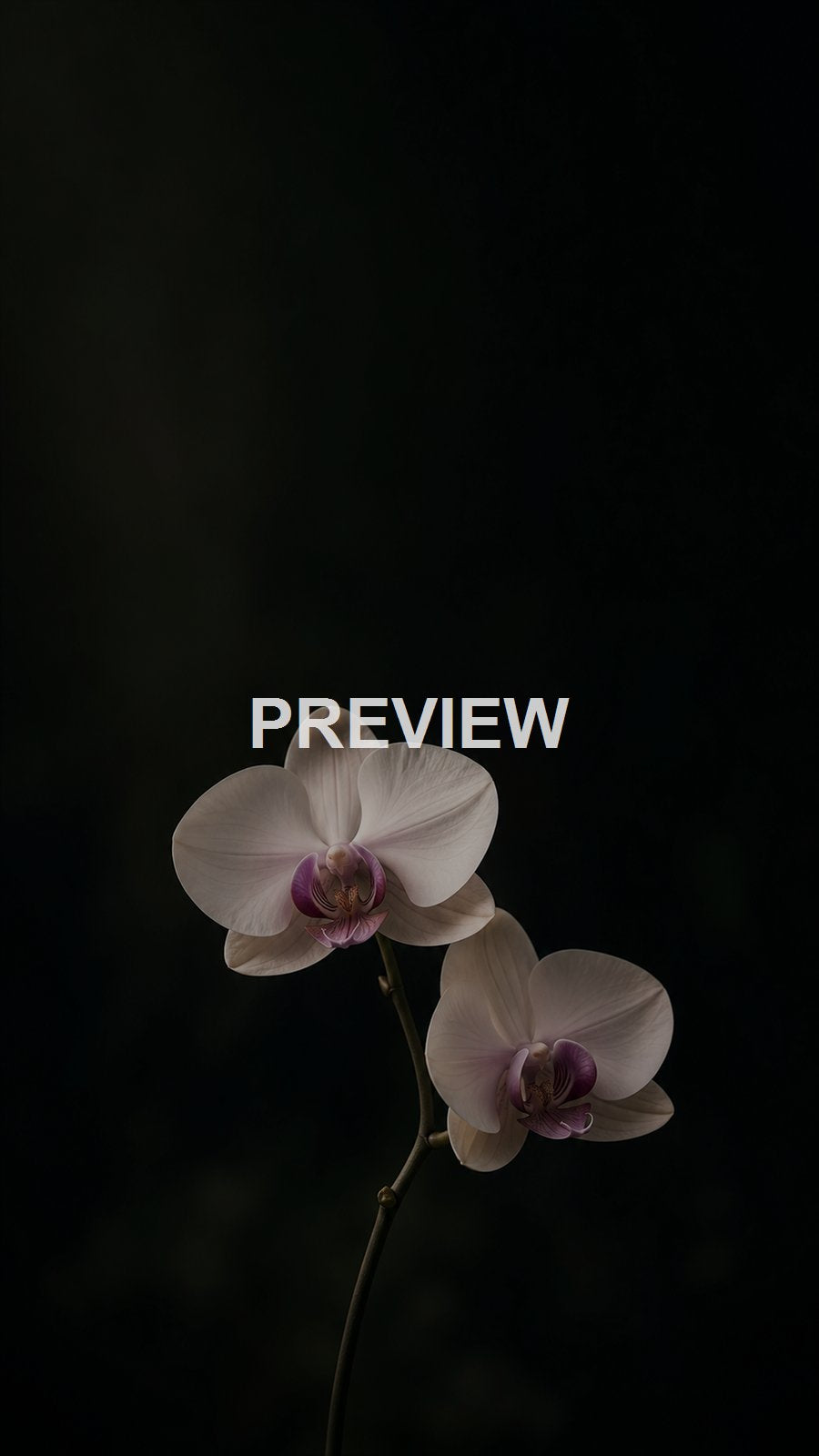 Botanical Elegance – 10 Premium Phone Wallpapers