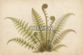 Botanical Vintage Illustrations – 10 Desktop & Phone Wallpaper Bundle – preview 1