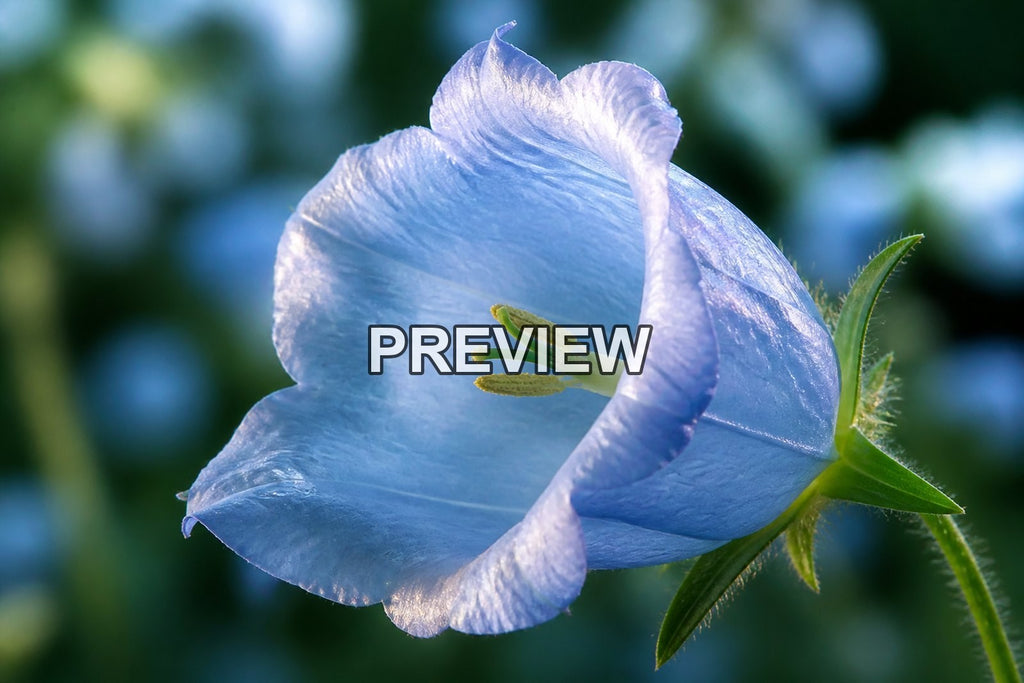 Macro Flower Photography – 10 Desktop & Phone Wallpaper Bundle – preview 2