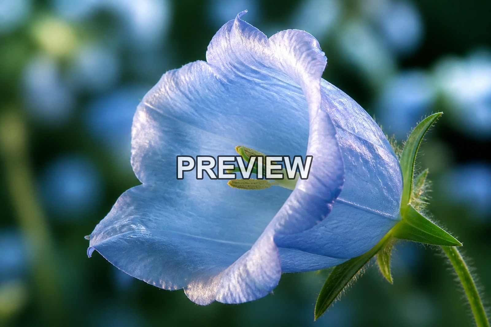 Macro Flower Photography – 10 Desktop & Phone Wallpaper Bundle – preview 2