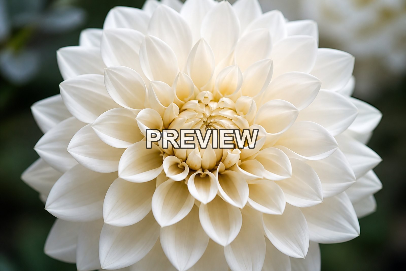 Macro Flower Photography – 10 Desktop & Phone Wallpaper Bundle – preview 3