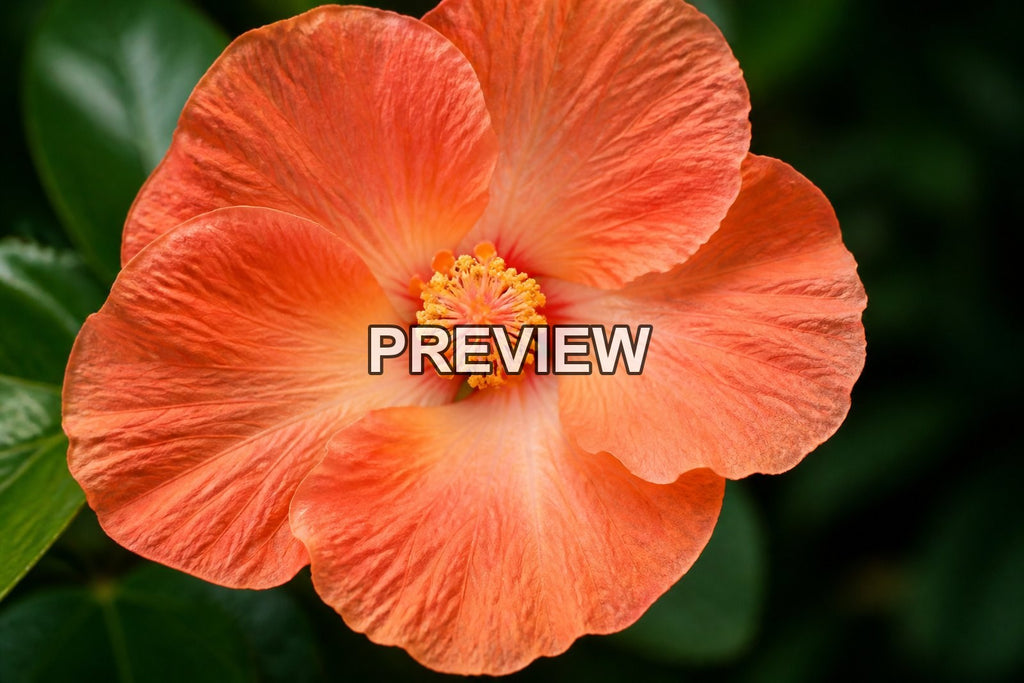 Macro Flower Photography – 10 Desktop & Phone Wallpaper Bundle – preview 4