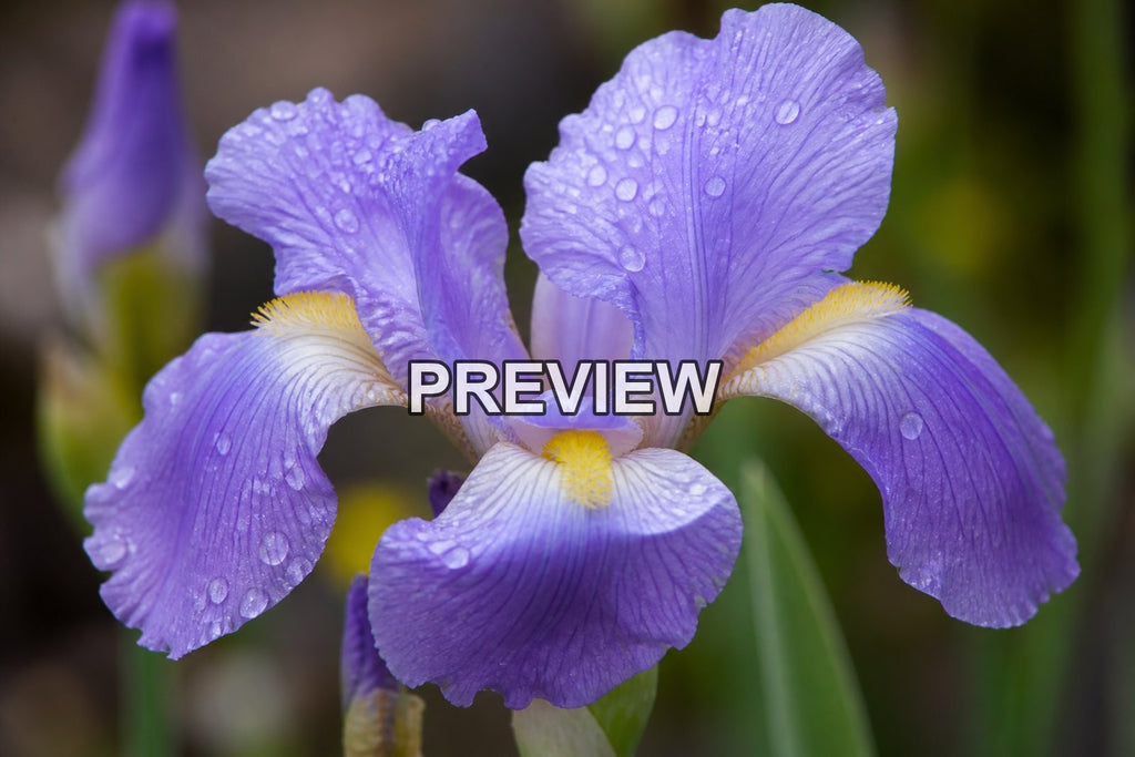 Macro Flower Photography – 10 Desktop & Phone Wallpaper Bundle – preview 5