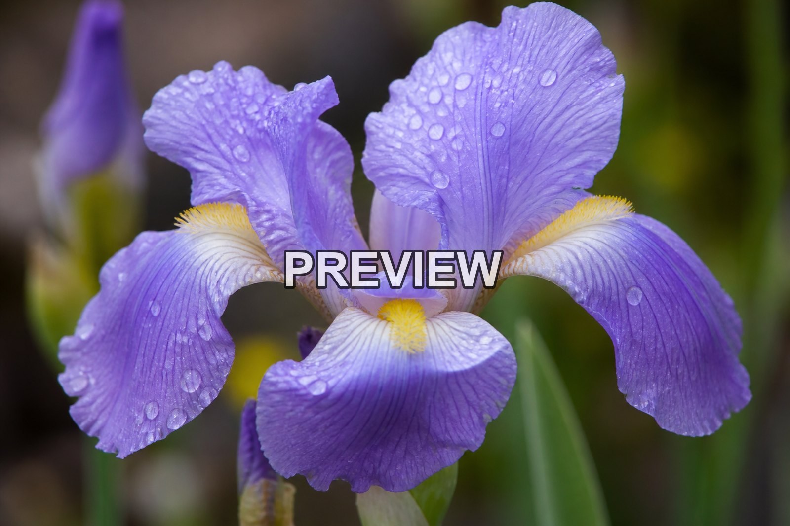 Macro Flower Photography – 10 Desktop & Phone Wallpaper Bundle – preview 5