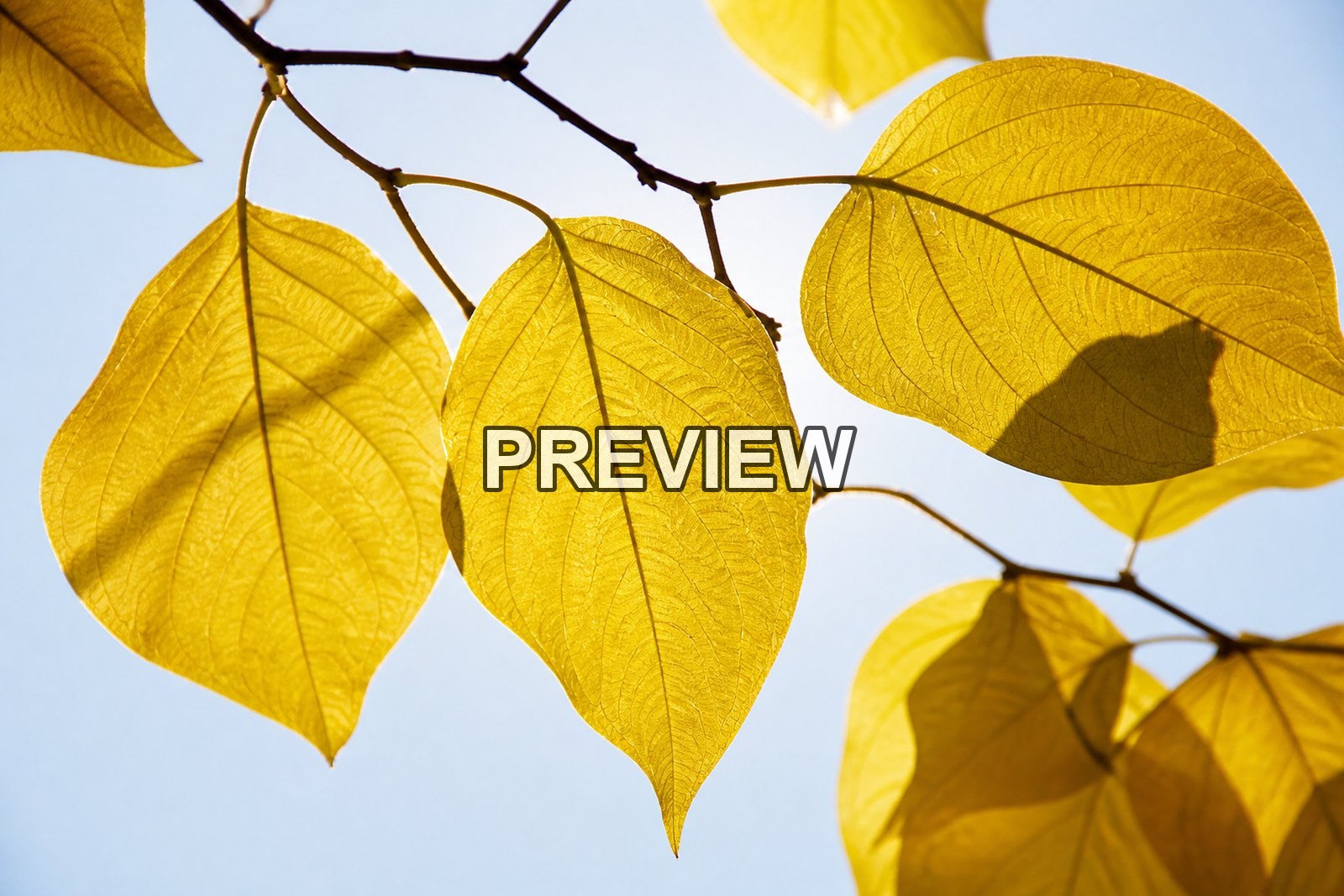 Abstract Autumn Leaves – 10 Desktop & Phone Wallpaper Bundle – preview 6