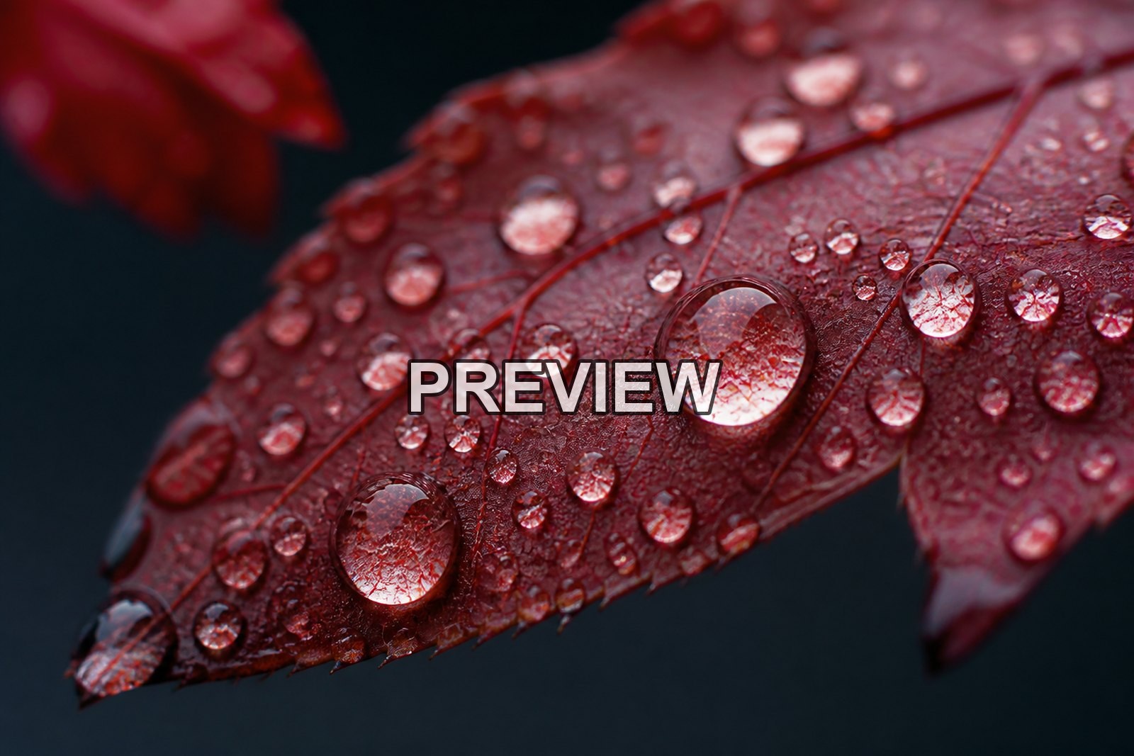 Macro Raindrops – 10 Desktop & Phone Wallpaper Bundle – preview 5
